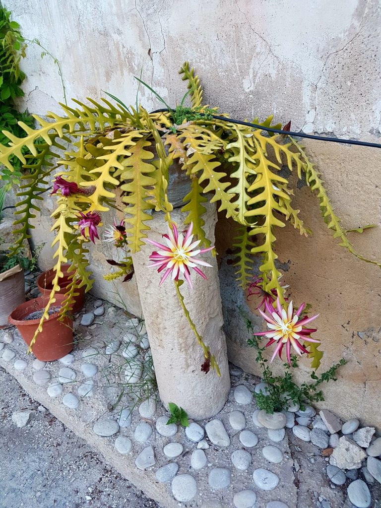 cactus-torre-juana-flores