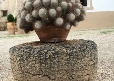 maria-teresa-ruiz-cantero-cactus